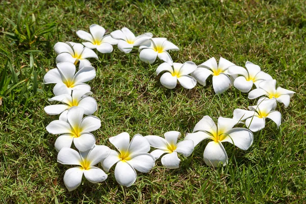 Coração Feito Flores Frangipani Plumeria Fundo Grama — Fotografia de Stock