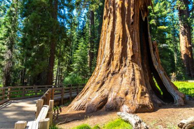 Sequoia Ulusal Parkı 'ndaki Giant Sequoia, ABD