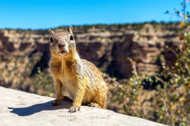 Arizona, ABD 'de güneşli bir günde Grand Canyon Ulusal Parkı' nda sincap.