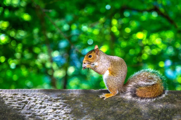 Scoiattolo Rosso Sullo Sfondo Albero Una Giornata Estiva — Foto Stock