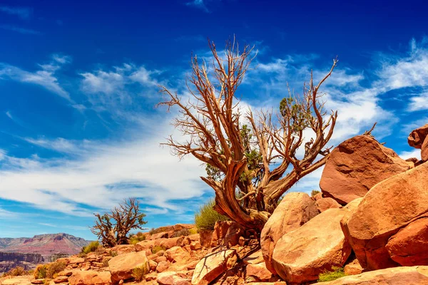 Old Dead Tree Grand Canyon West Rim Sunny Day Usa — Stock Photo, Image