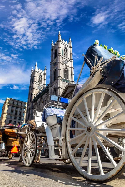 Cavallo Vicino Alla Basilica Notre Dame Montreal Una Giornata Sole — Foto Stock