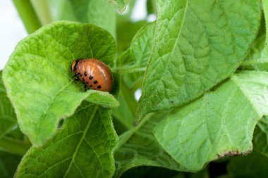 Colorado Patates böceği