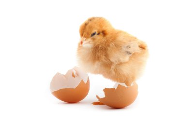 Yellow small chick clipart