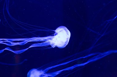 Beautiful jellyfish clipart