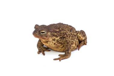 Forest toad. Green frog clipart