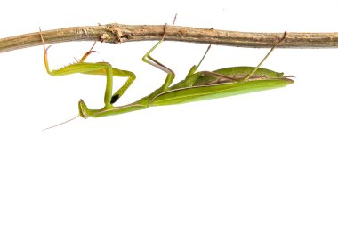 Mantis isolated clipart