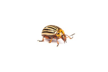 colorado potato beetles clipart