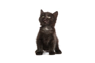 sevimli siyah yavru kedi
