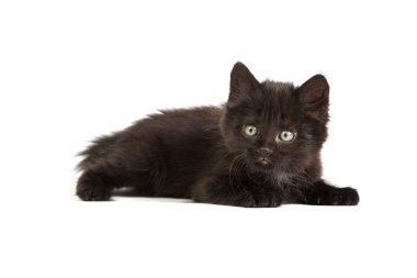 sevimli siyah yavru kedi