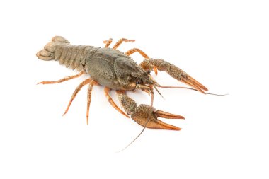 River raw crayfish clipart