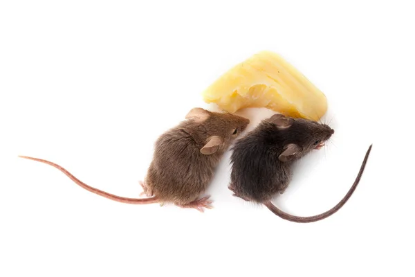 Mice and cheese — Stock Photo, Image