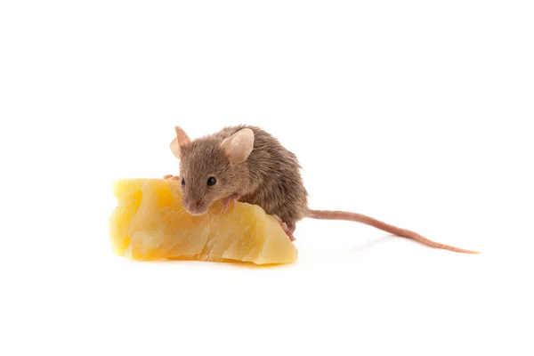 Mouse and cheese — Stock Photo, Image