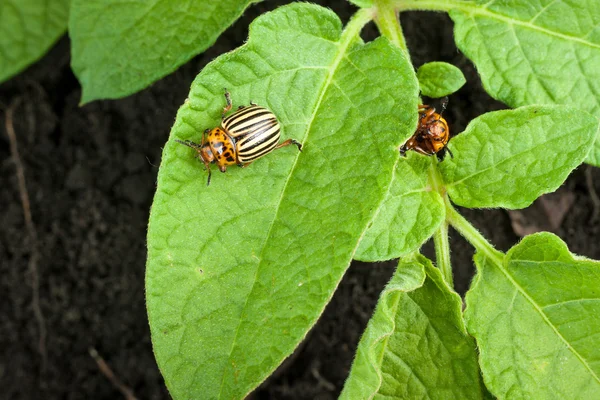 Colorado aardappel kever — Stockfoto