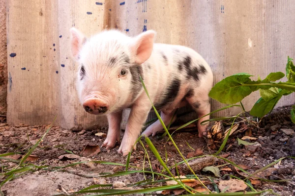 Çamurlu domuz yavrusu — Stok fotoğraf