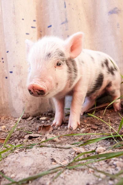 Çamurlu domuz yavrusu — Stok fotoğraf