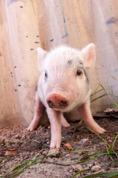 진흙 돼지 — 스톡 사진