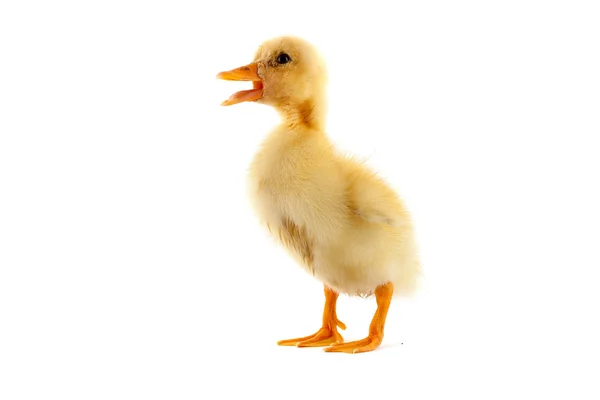 Pequeño patito — Foto de Stock