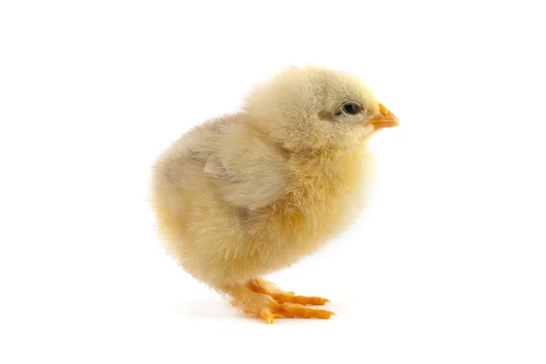 Žluté malé kuřátko — Stock fotografie