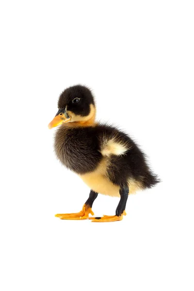 Black small duckling — Stock Photo, Image