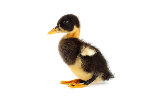 Zenci küçük ördek yavrusu — Stok fotoğraf