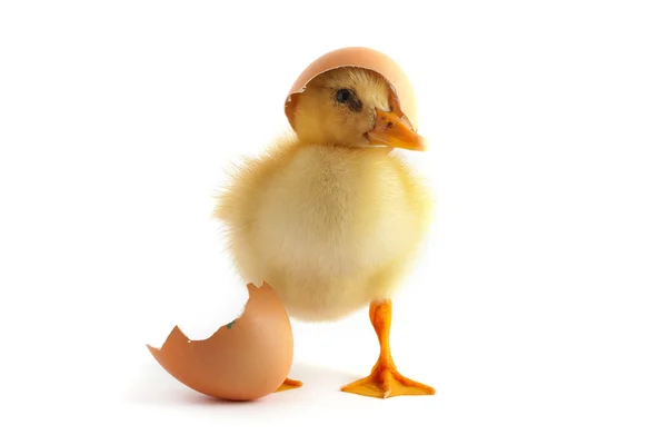 Yellow small duckling — Stock Photo, Image