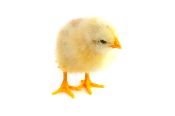 黄色小小鸡 — 图库照片