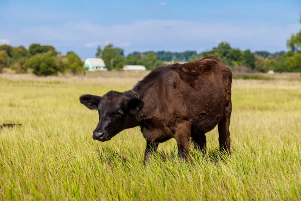 Calf on grass — Stock Photo, Image