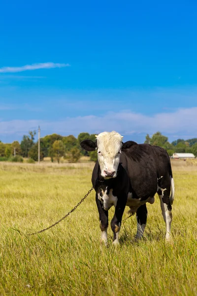 Vaca na relva — Fotografia de Stock