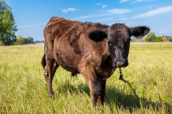 Calf on grass — Stock Photo, Image