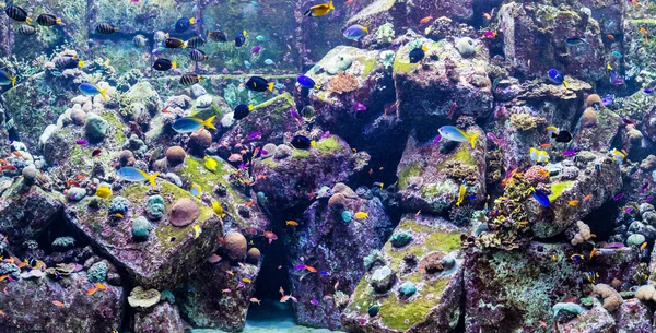 Acquario pesci tropicali — Foto Stock