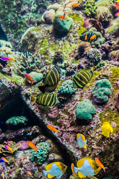 Акваріума тропічних риб — стокове фото