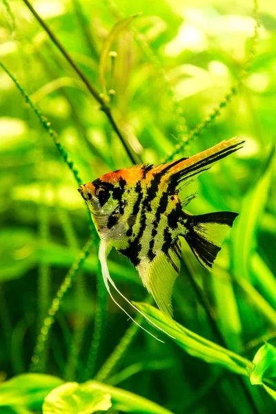 Tropical fish — Stock Photo, Image