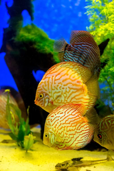 Aquarium avec poissons tropicaux — Photo