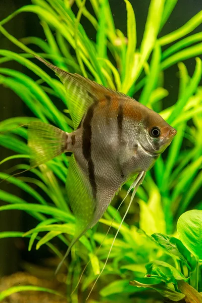 Tropische Fische — Stockfoto