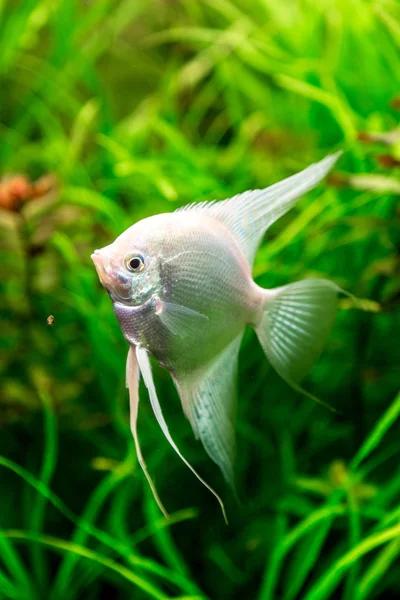 Tropical fish — Stock Photo, Image