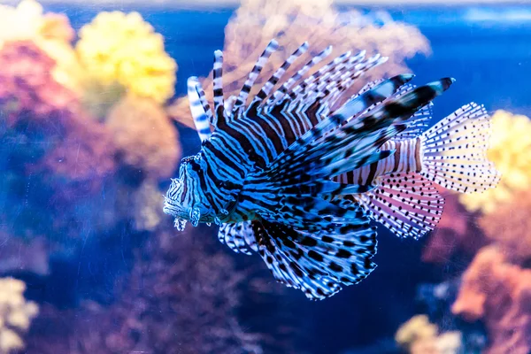 Peixe-leão vermelho venenoso — Fotografia de Stock