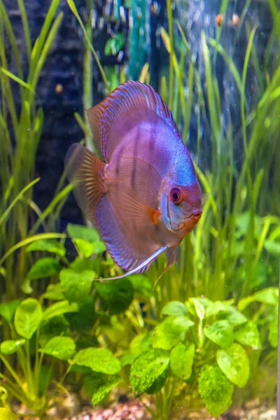 Aquarium mit tropischen Fischen — Stockfoto