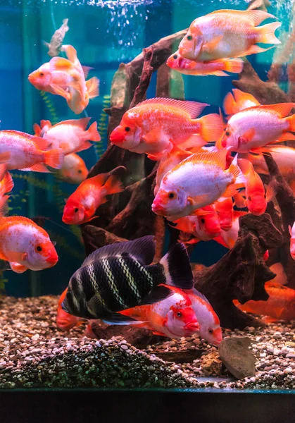 Akvarium med fiskar — Stockfoto