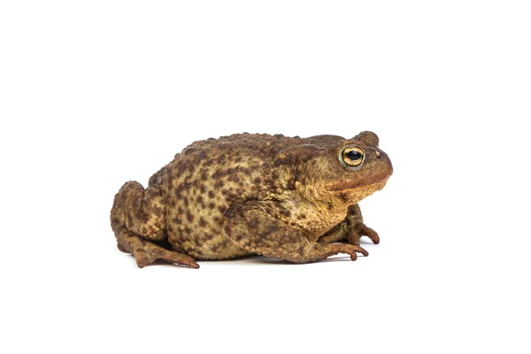 Forest toad. Green frog — Stock Photo, Image