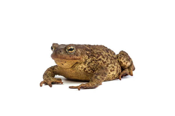 Лісова жаба. Зелена жаба — стокове фото