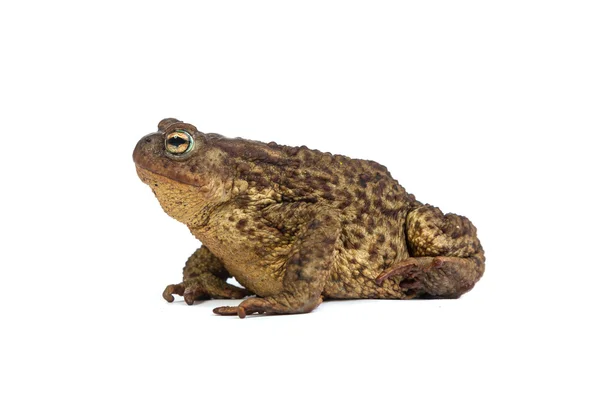 Лесная жаба. Зелёная лягушка — стоковое фото