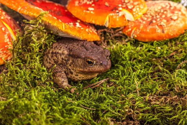 Toad op amanita — Stockfoto