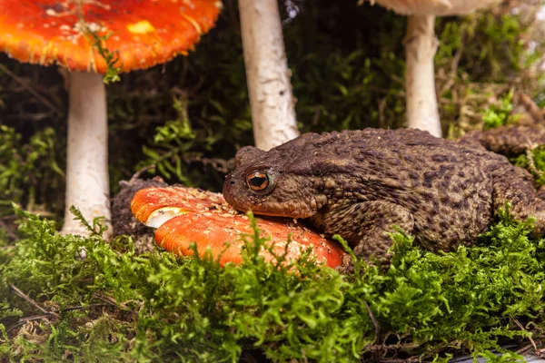 Toad on amanita — Stock Photo, Image