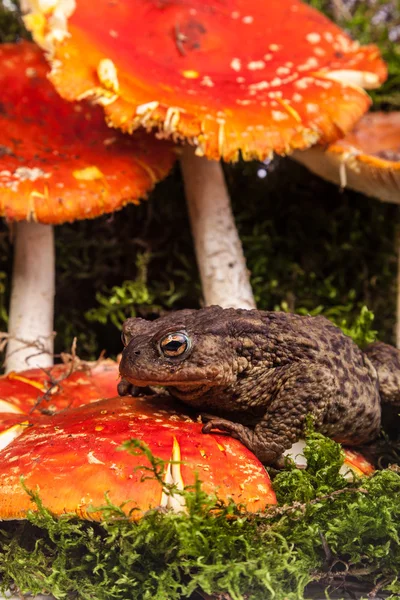 Toad on amanita — Stock Photo, Image