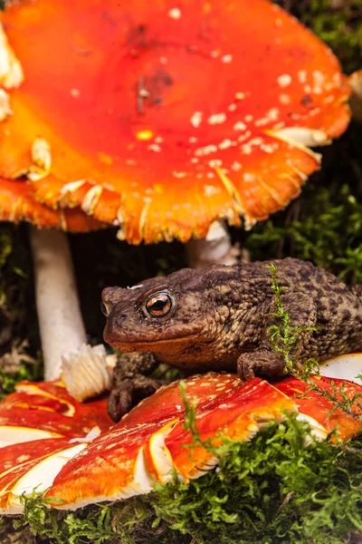 Toad on amanita — Stock Photo, Image