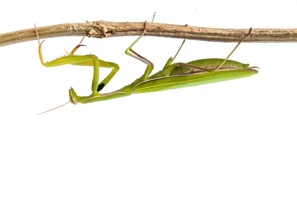 分離されたカマキリ — ストック写真