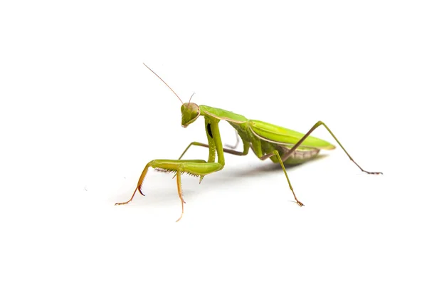 Mantis isolerade — Stockfoto