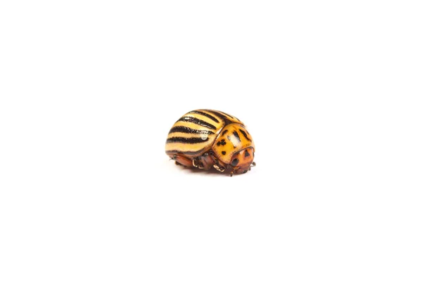 Colorado potato beetles — Stock Photo, Image