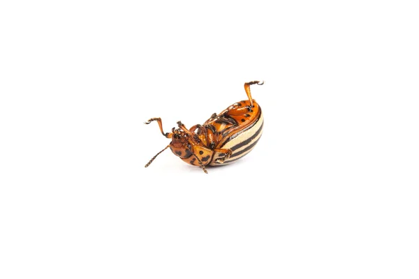 科罗拉多马铃薯甲虫 — 图库照片